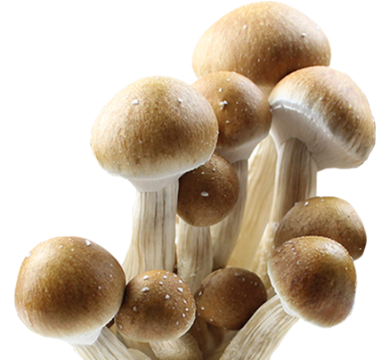 Psilocybe Cubensis Penis Envy Seringues de Spores